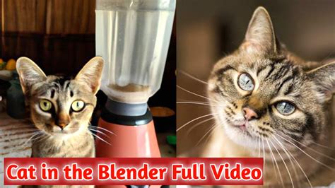 cat x blender reddit|saw the cat in blender video.